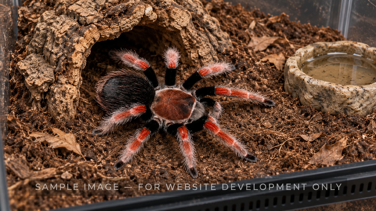 TEST GUIDE — Terrestrial Tarantula Enclosure Basics