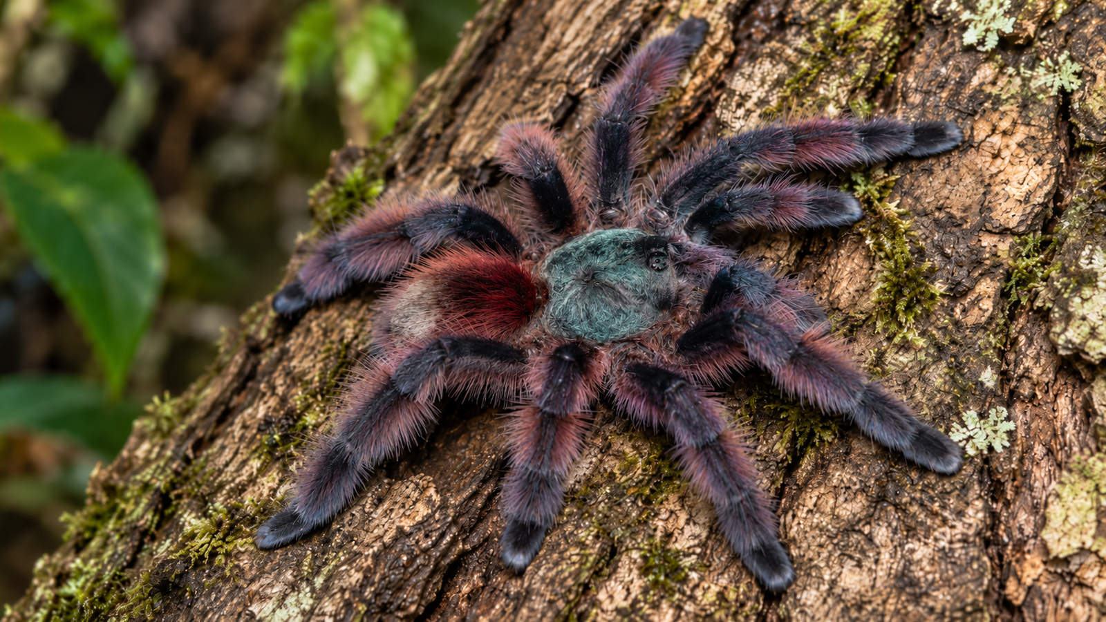 Caribena versicolor